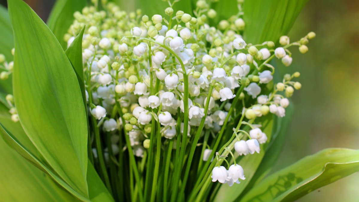 Хэнк Ландыши