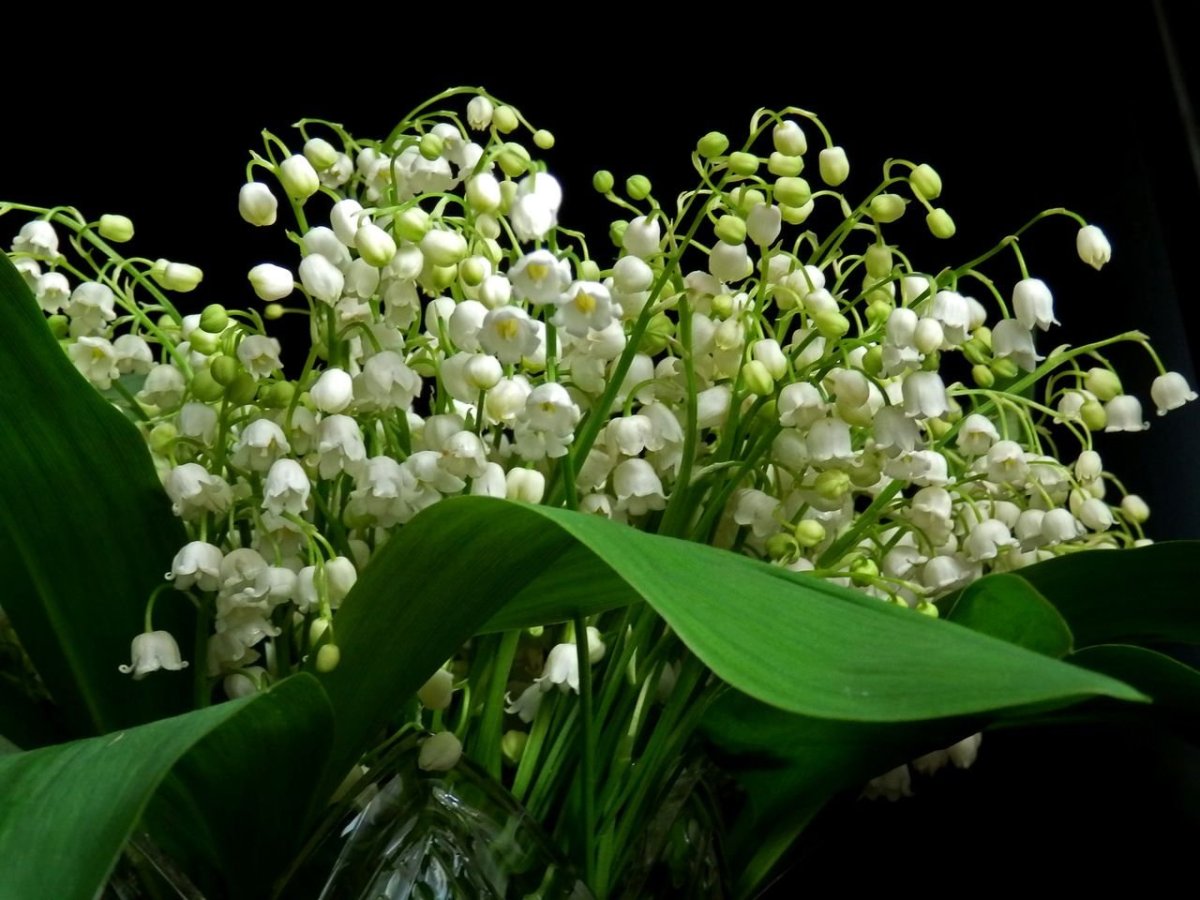 Ландыши Ландыши тюльпаны Ландыши