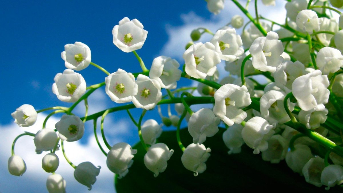 Ландыш грандифлора