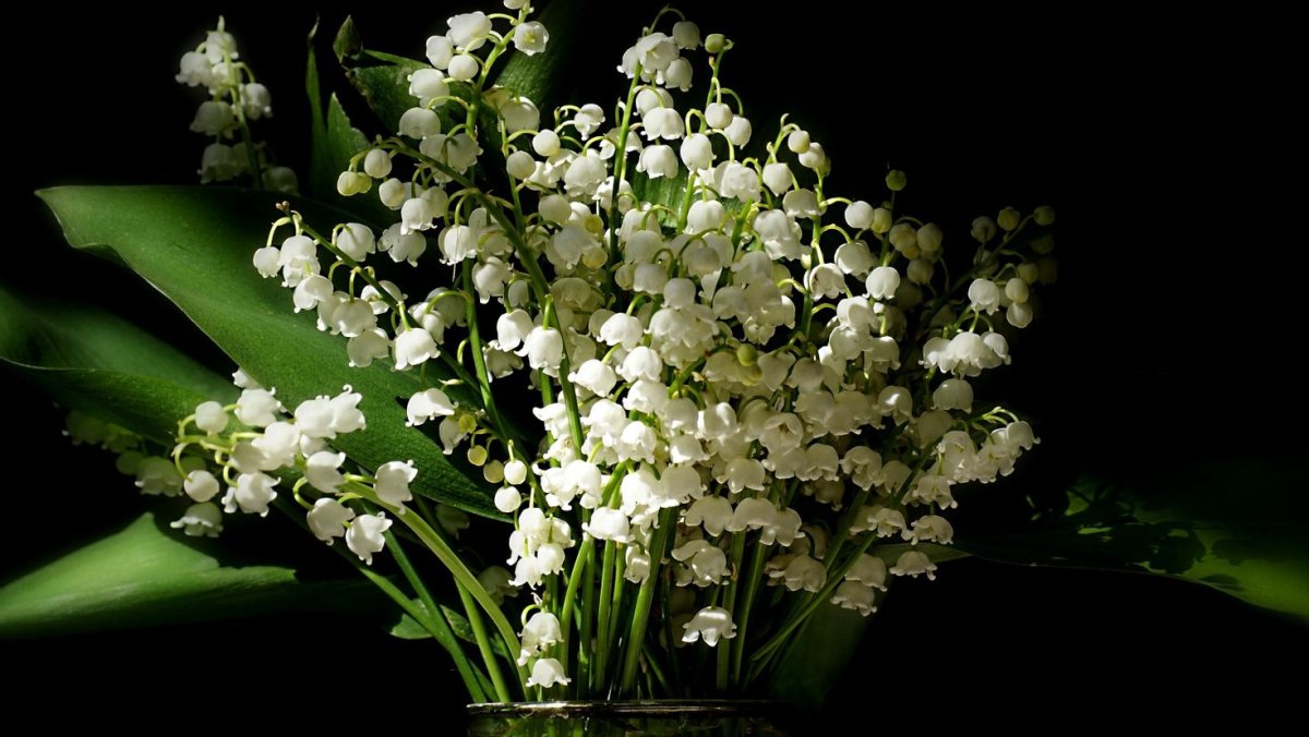 Красивый букет ландышей