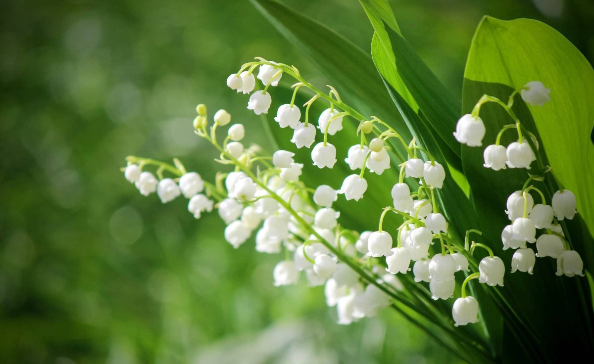 Ландыш grandiflora