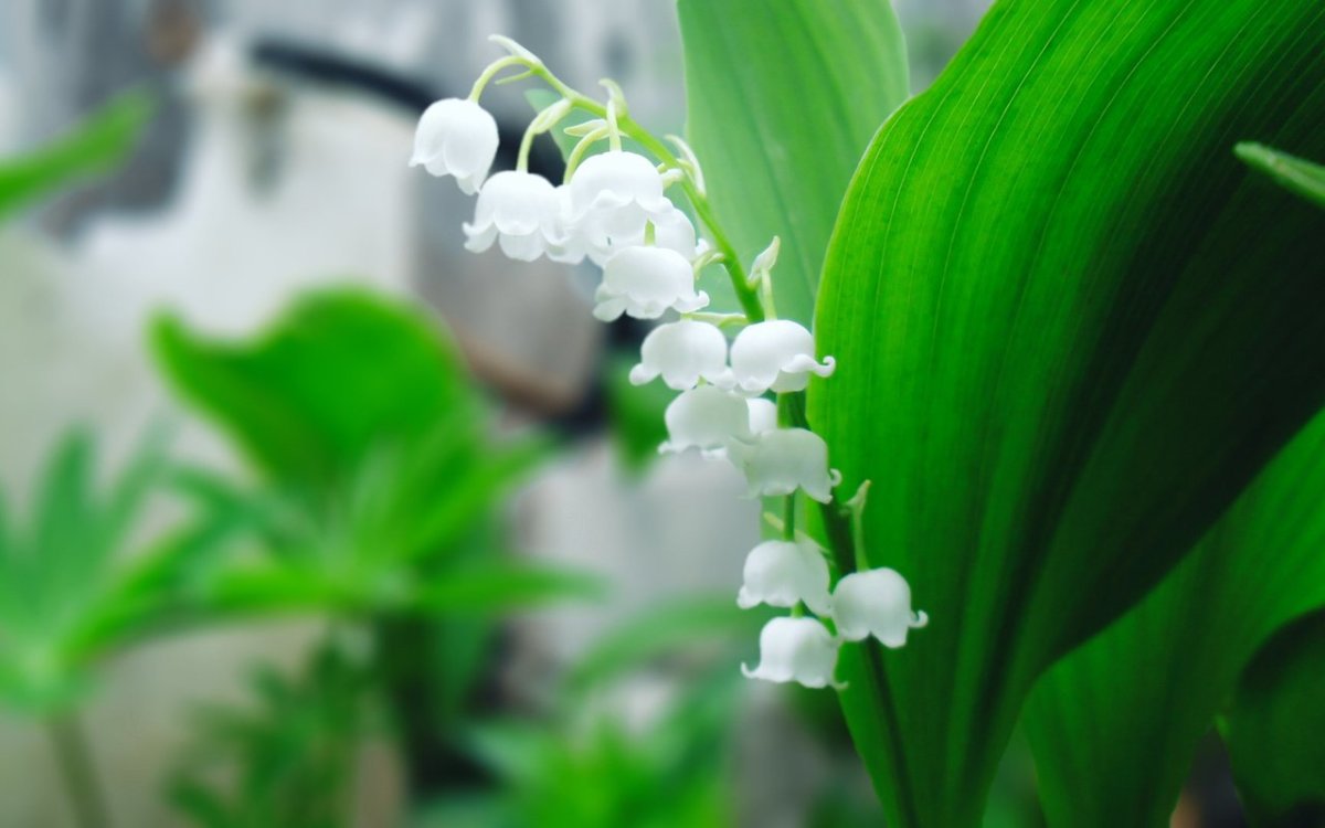 Ландыш плосколистный