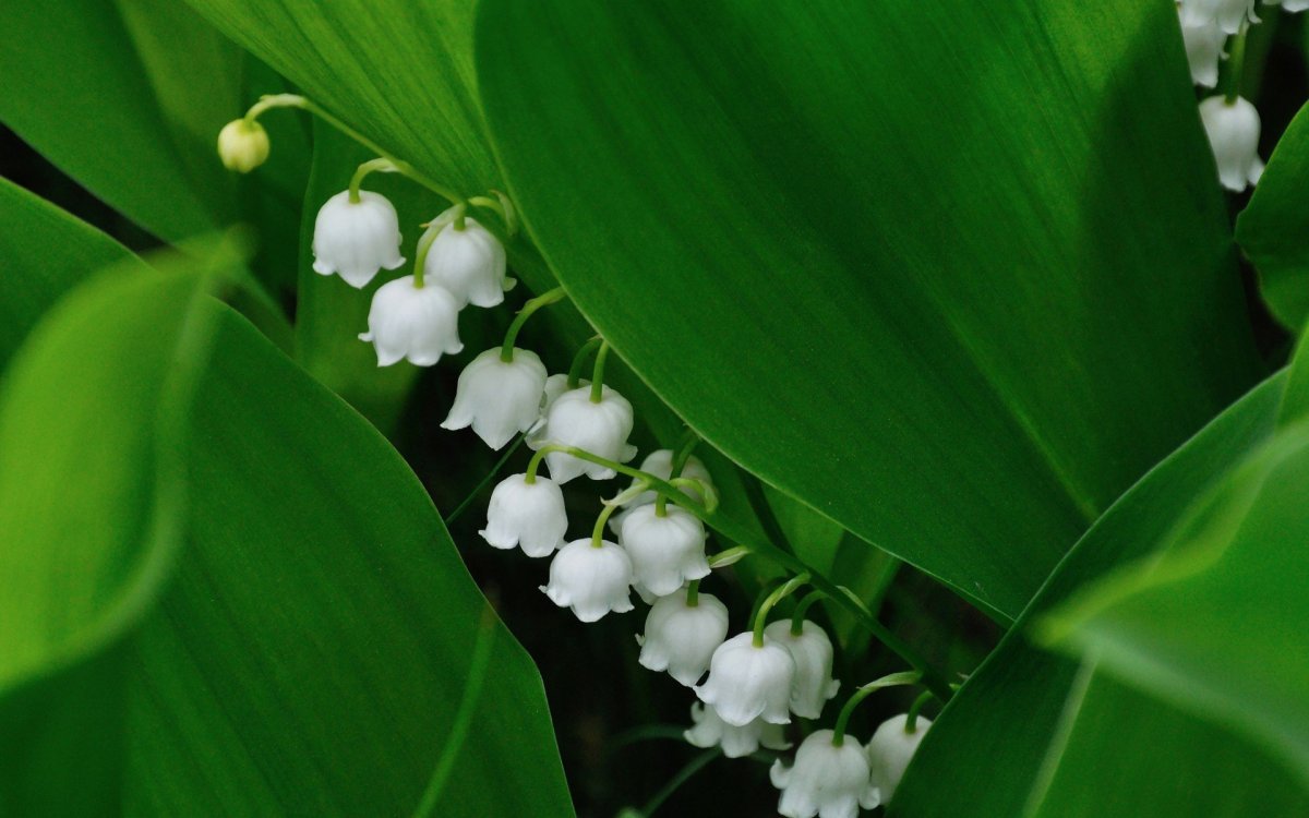 Весенние Ландыши