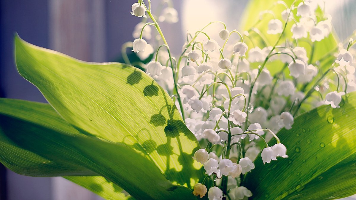 Ландыши Ландыши тюльпаны Ландыши