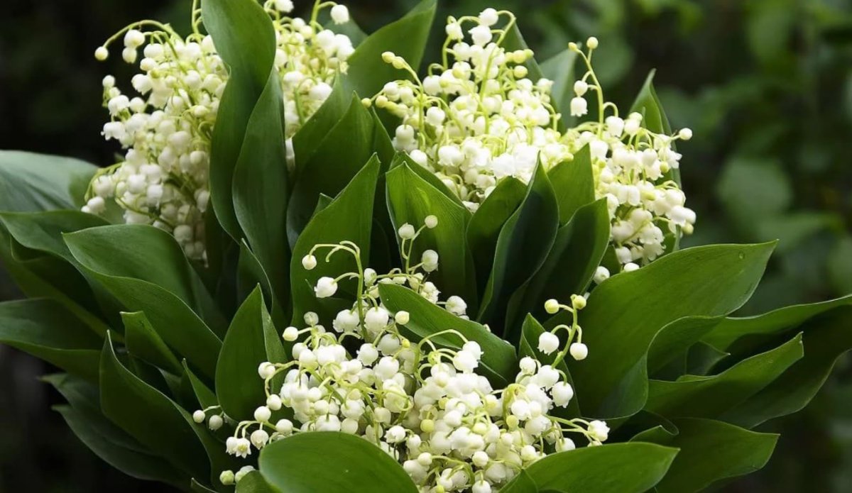 Ландыши и подснежники