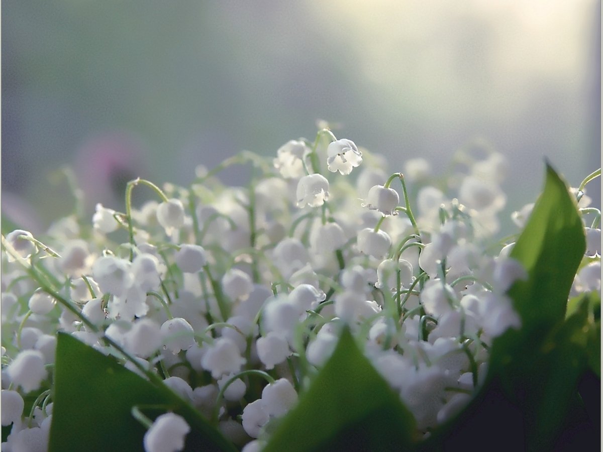 Ландыш обыкновенный