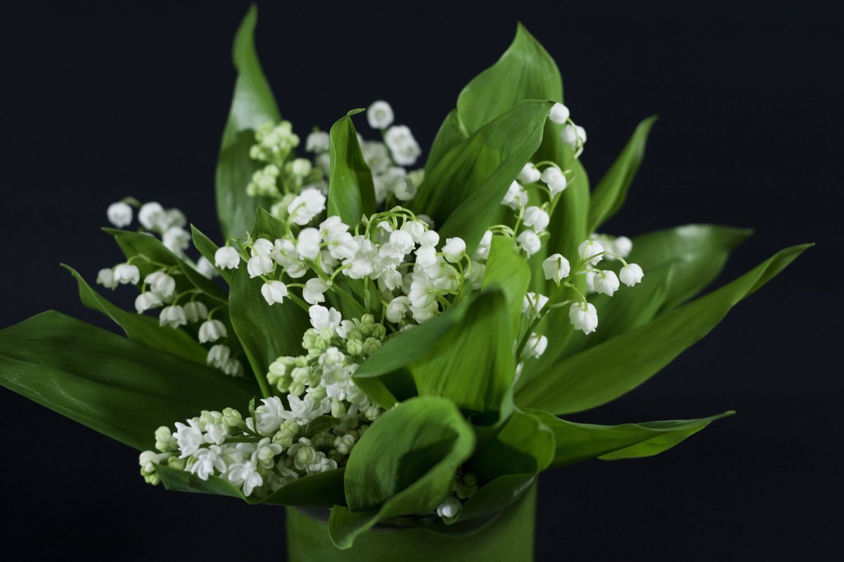 Ландыш Майский