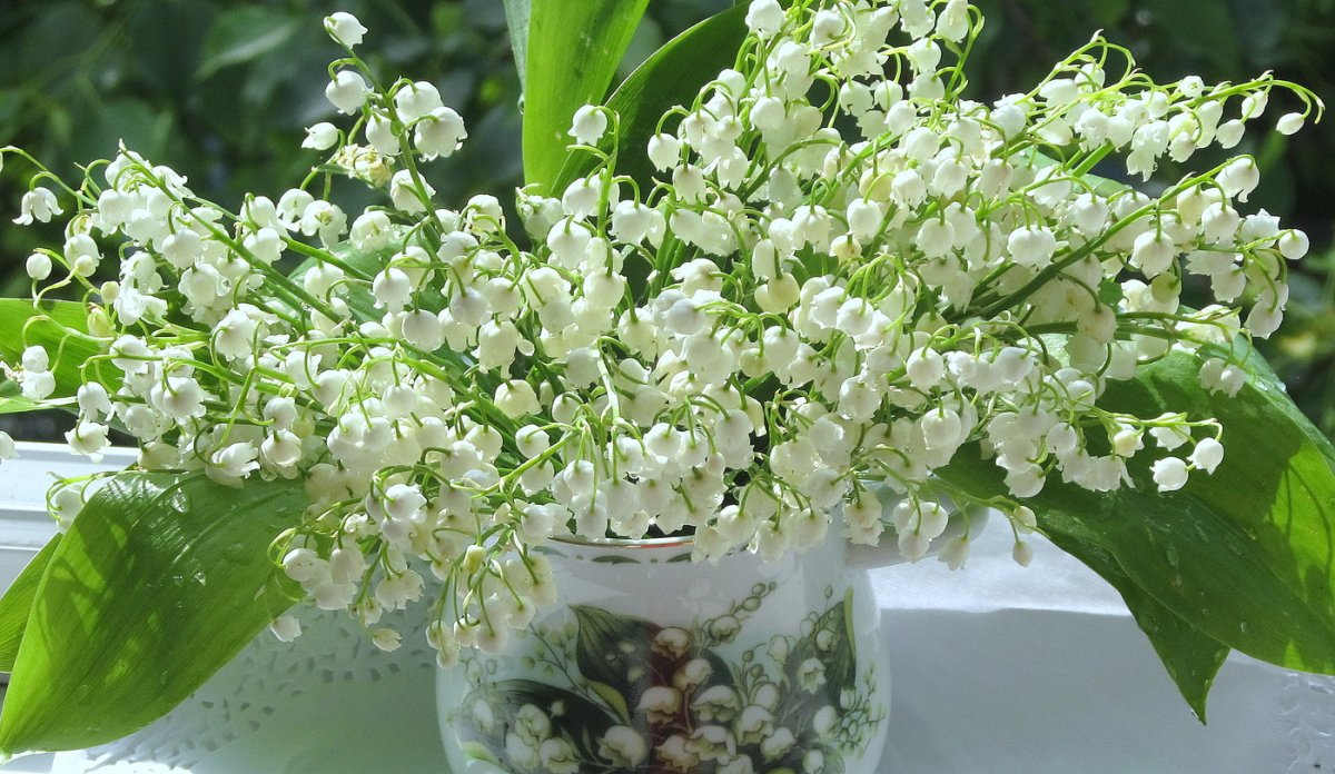 Карпатский Ландыш