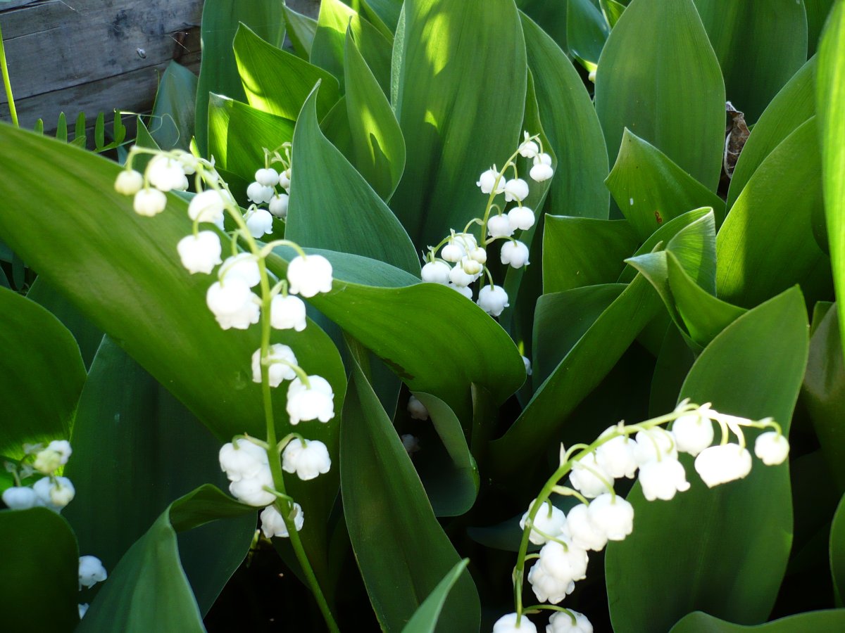 Ландыш Майский Пролификанс