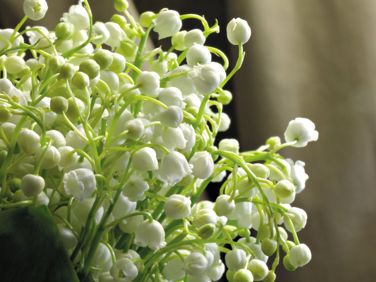 Ландыши на рабочий стол