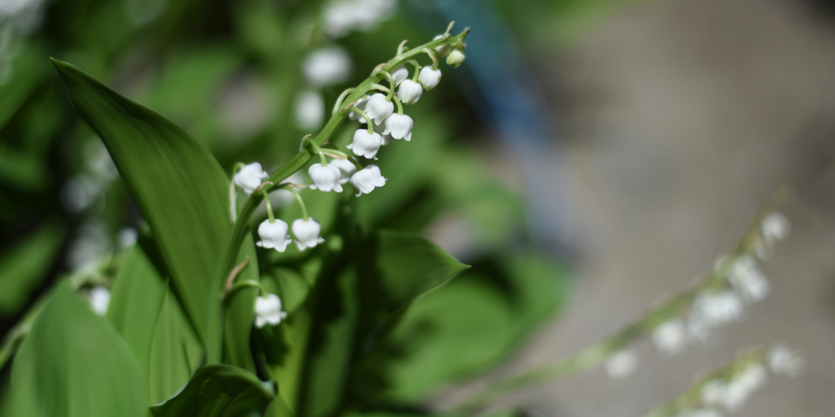 Букет ландышей в лесу