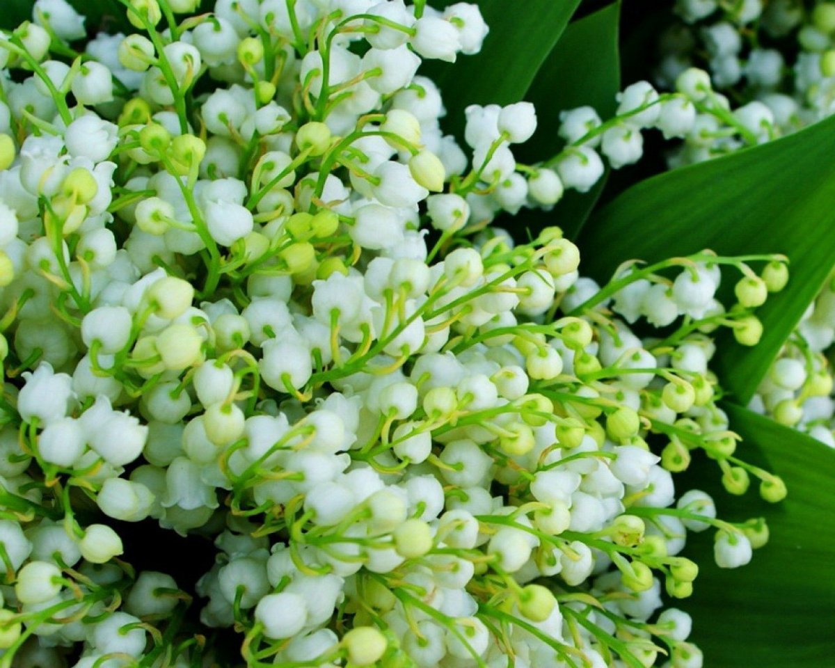 Ландыш грандифлора