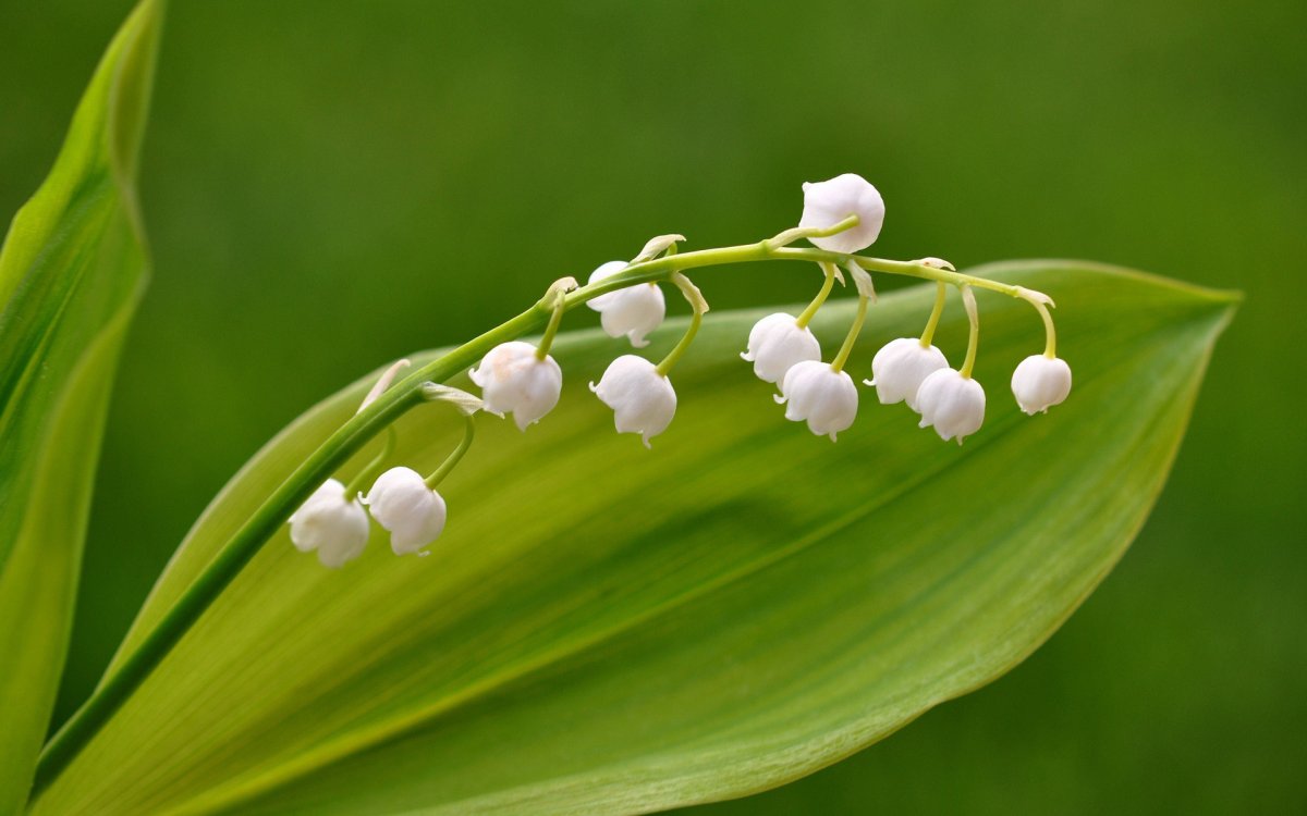 Нежные Ландыши