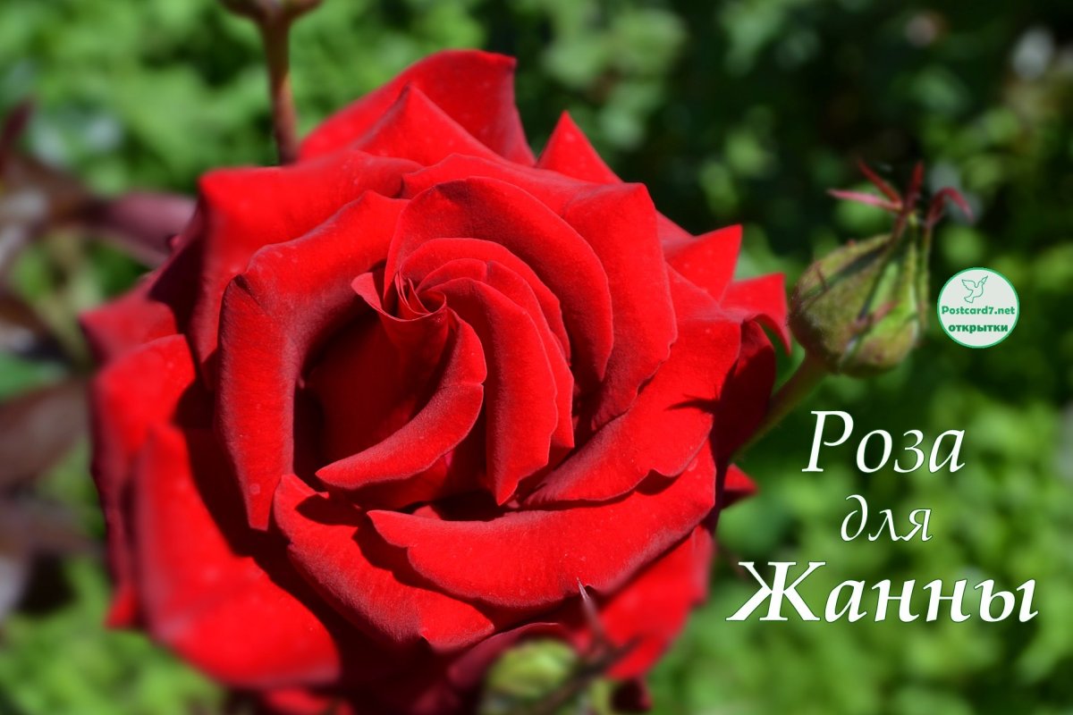 Жанна открытки