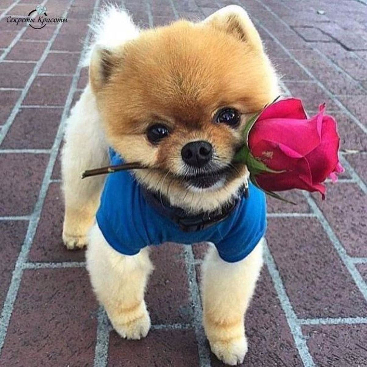 Мемы про медведей