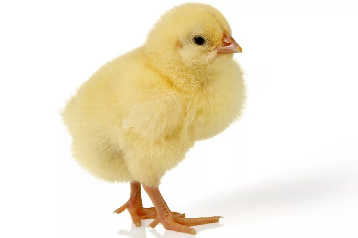 Танцующие цыплята
