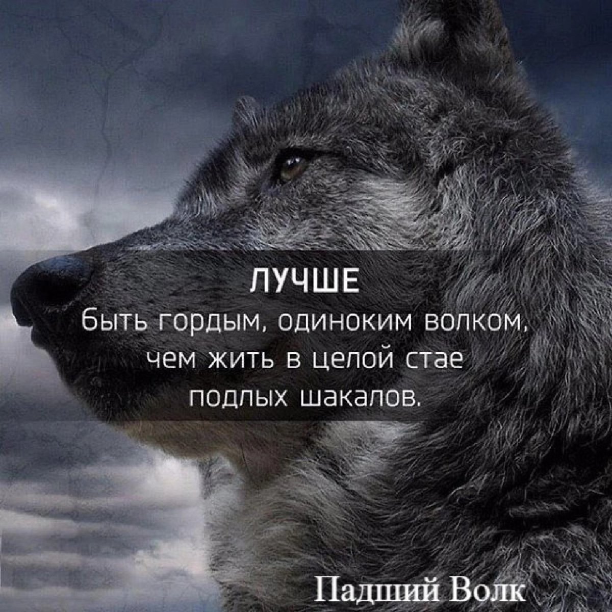Цитаты волка