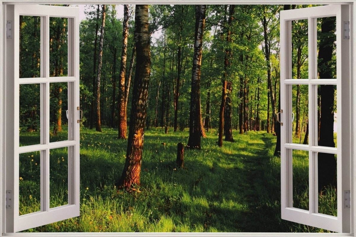 Окно в лес