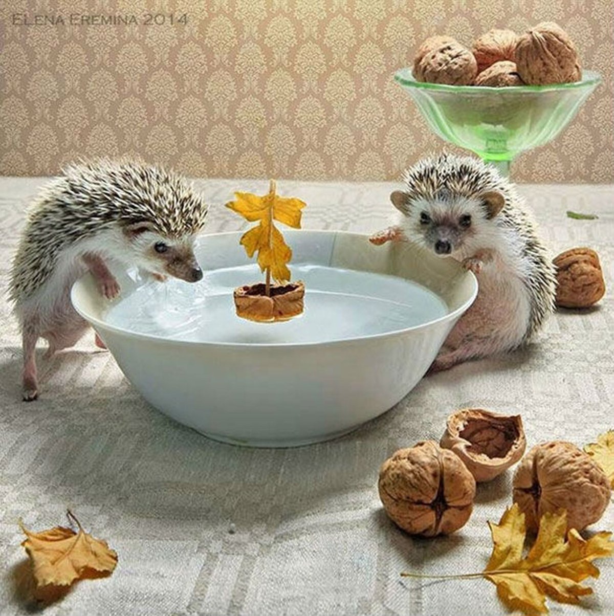 Ежик с цветами