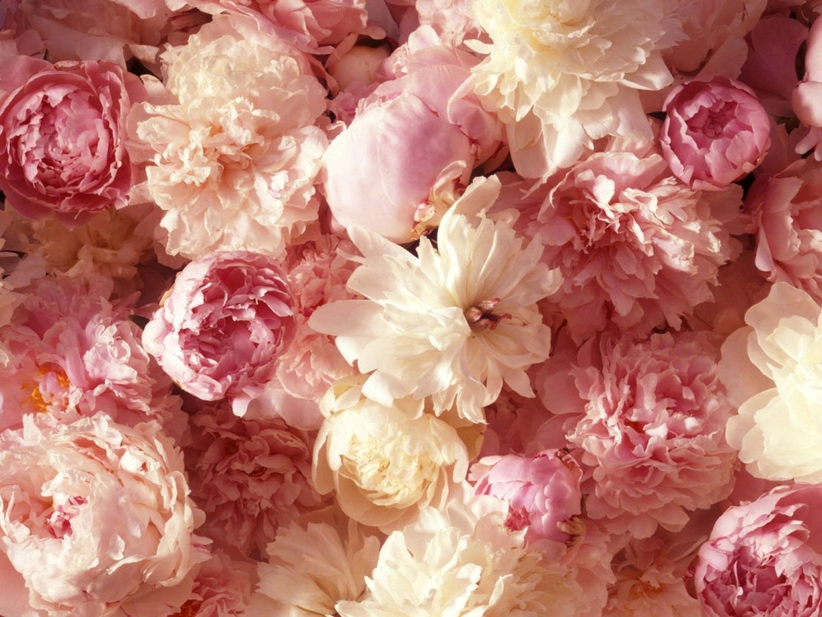 Нюдовые пионы