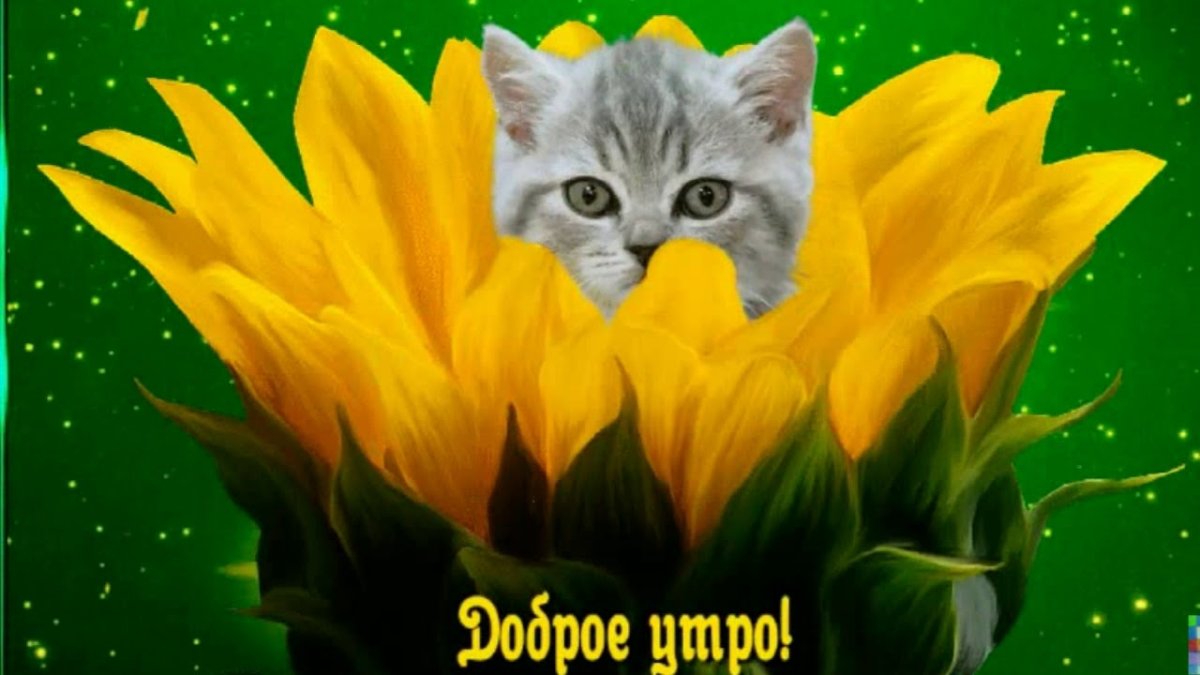 Цветы и животные