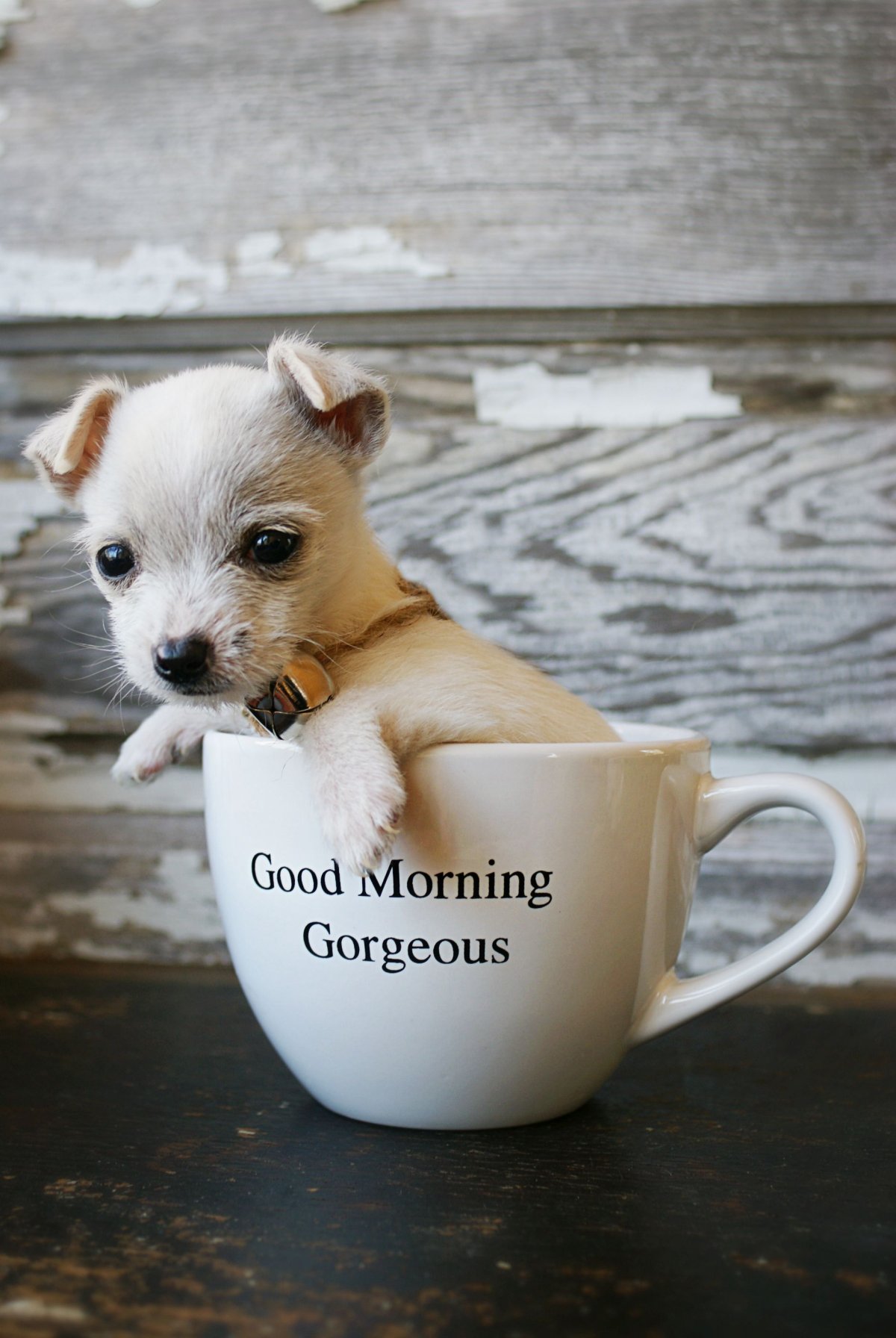 Щенок. Доброе утро!