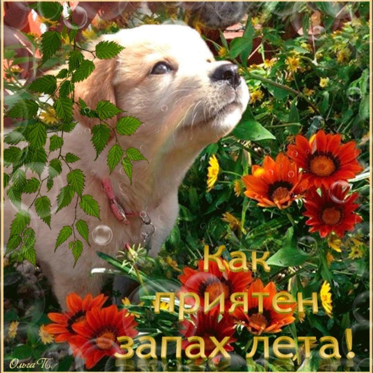 Эстетика собачек