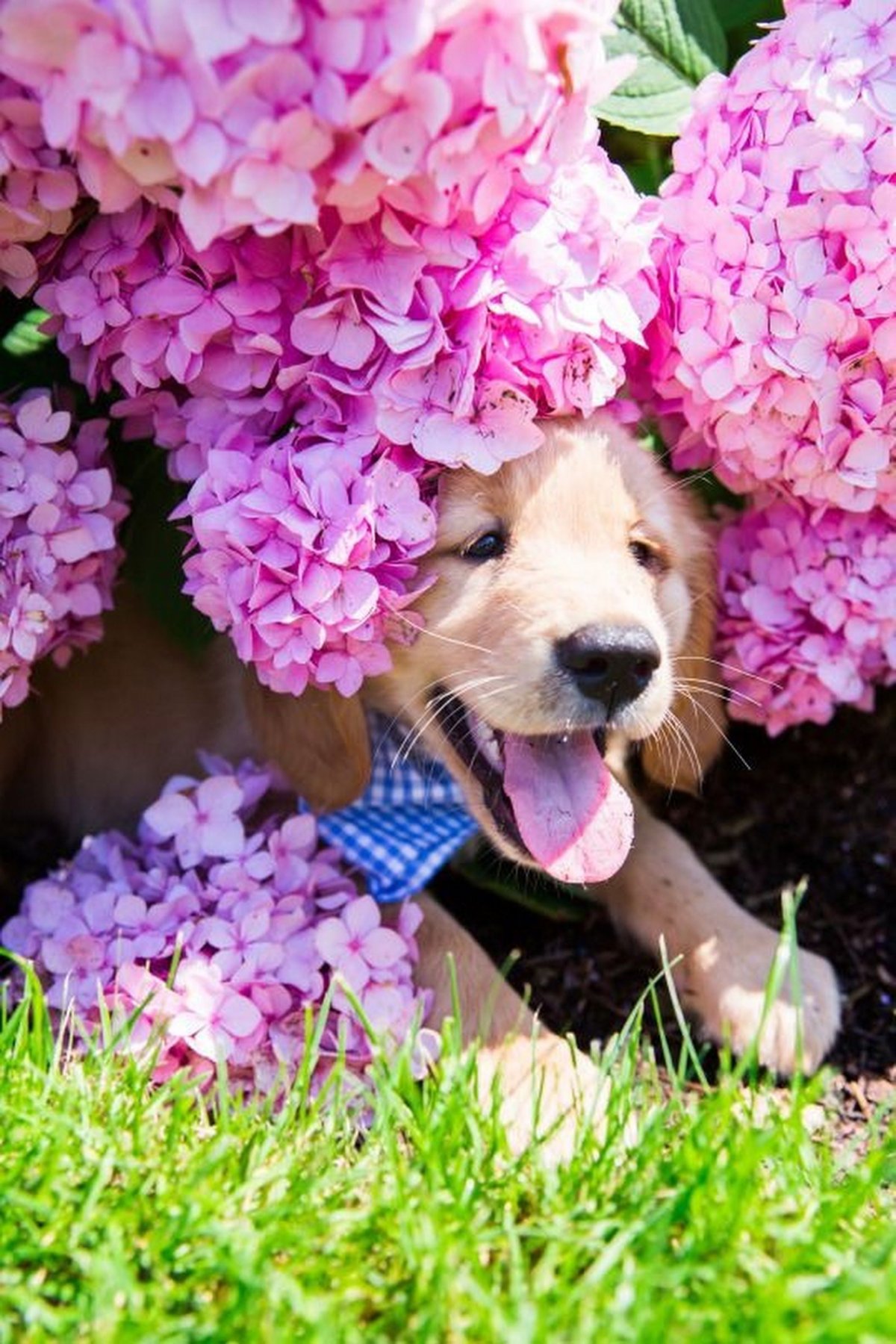 Позитивные животные