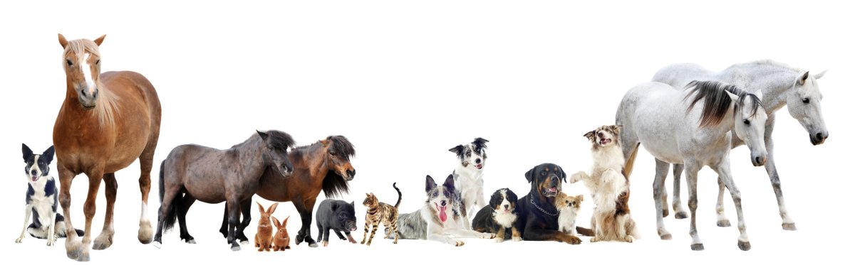 Мультяшные сельскохозяйственные животные