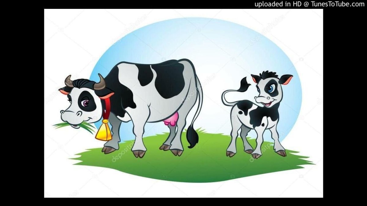 Морда коровы