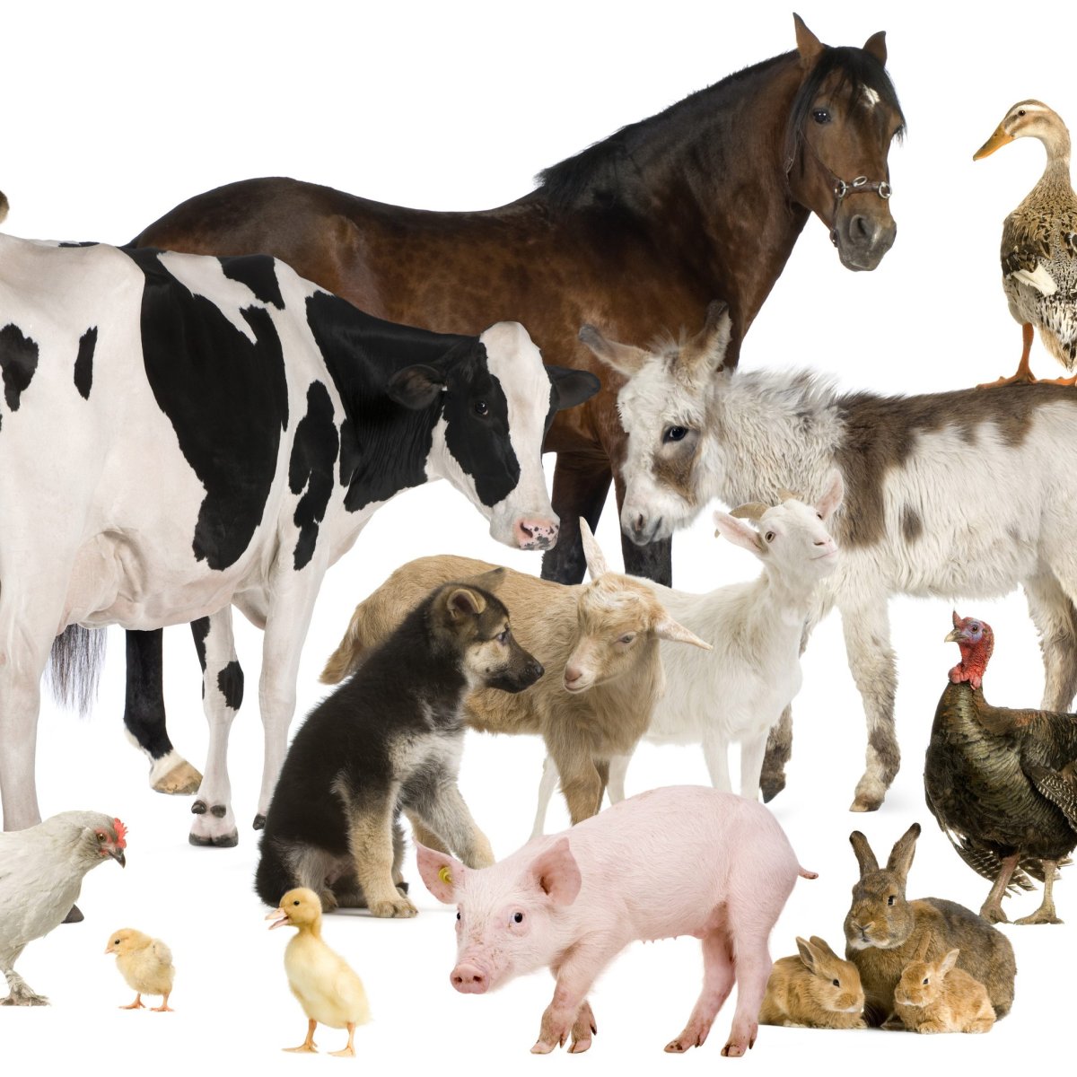 Сельскохозяйственные животные на белом фоне