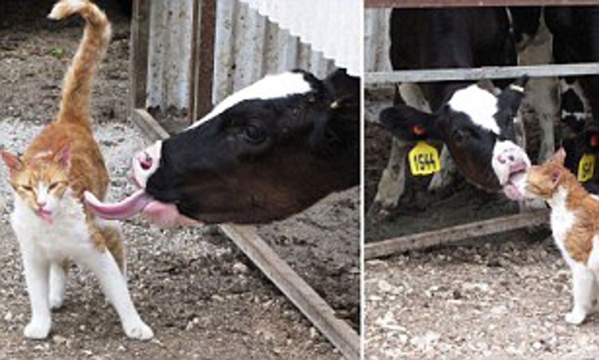 Корова мультяшная