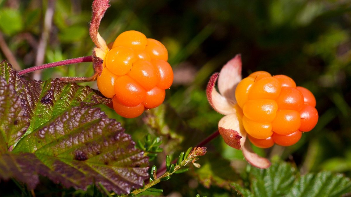 Арктическая Морошка