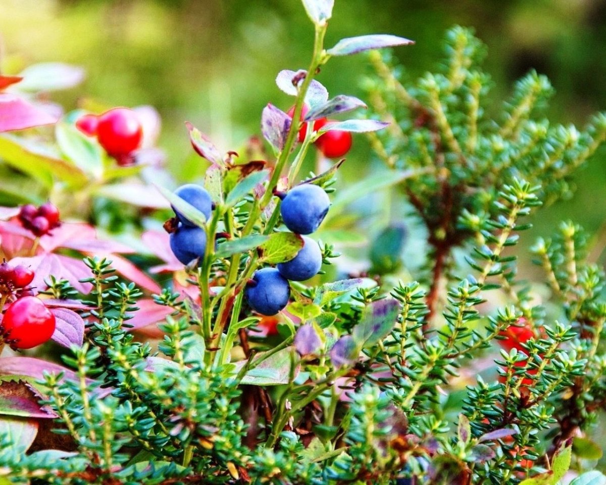 Черника и брусника