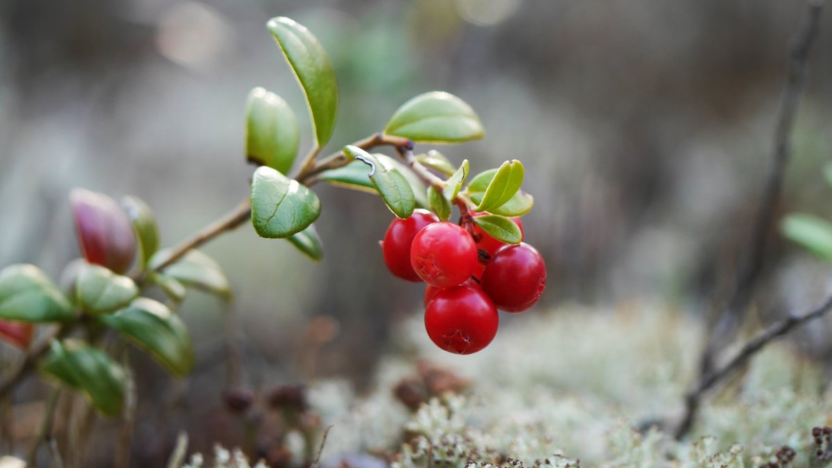 Клюква в тундре
