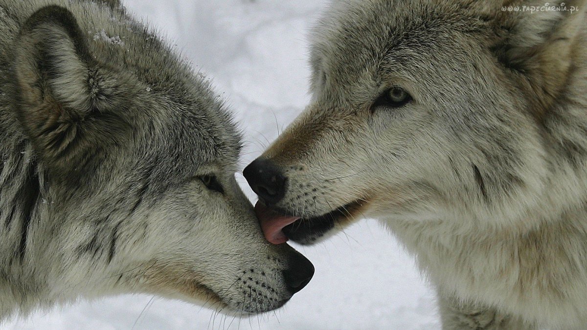 Волки лижутся
