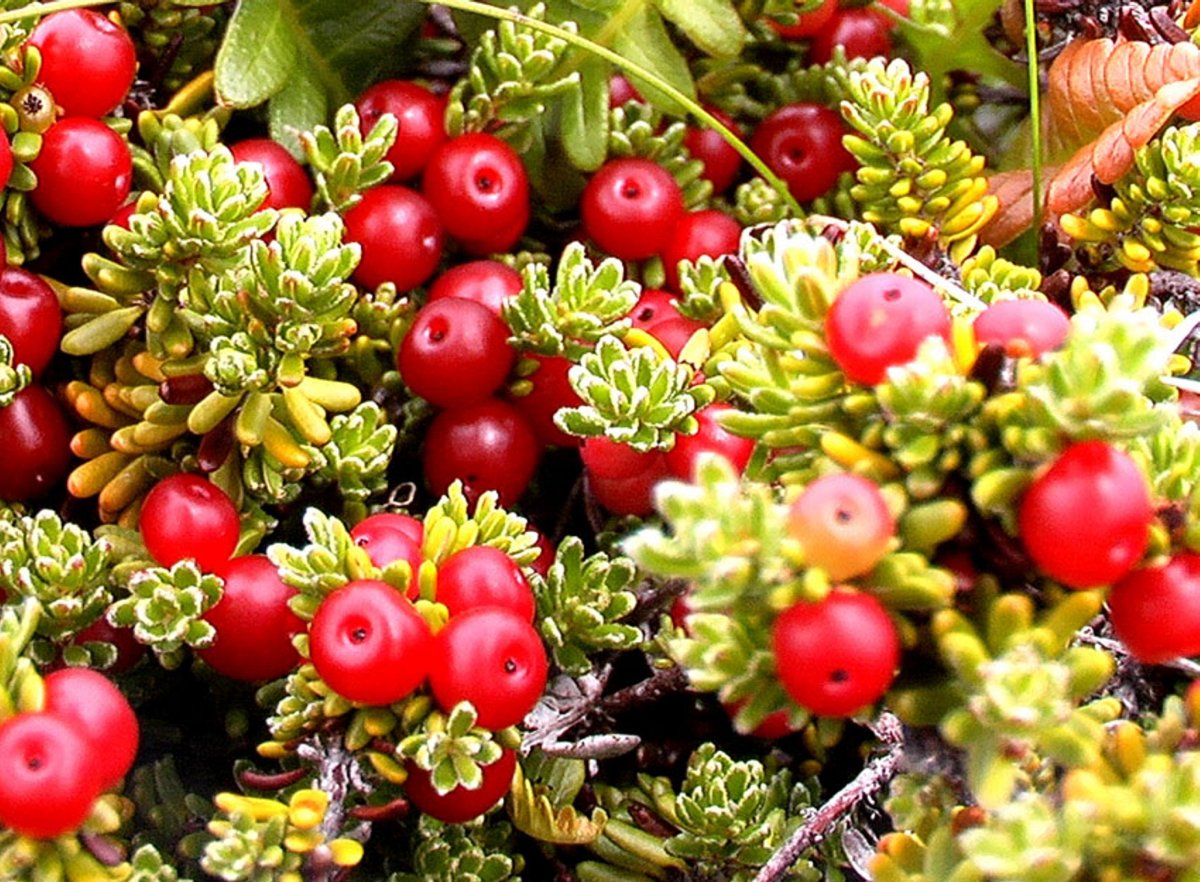 Водяника ягода вороника