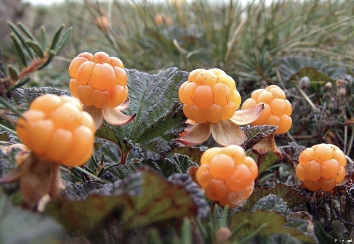 Морошка ягода в тундре