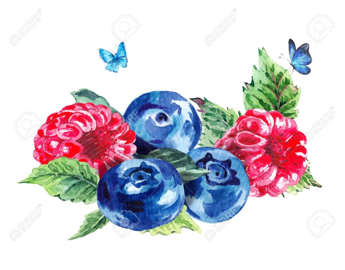 Голубика ягоды акварель