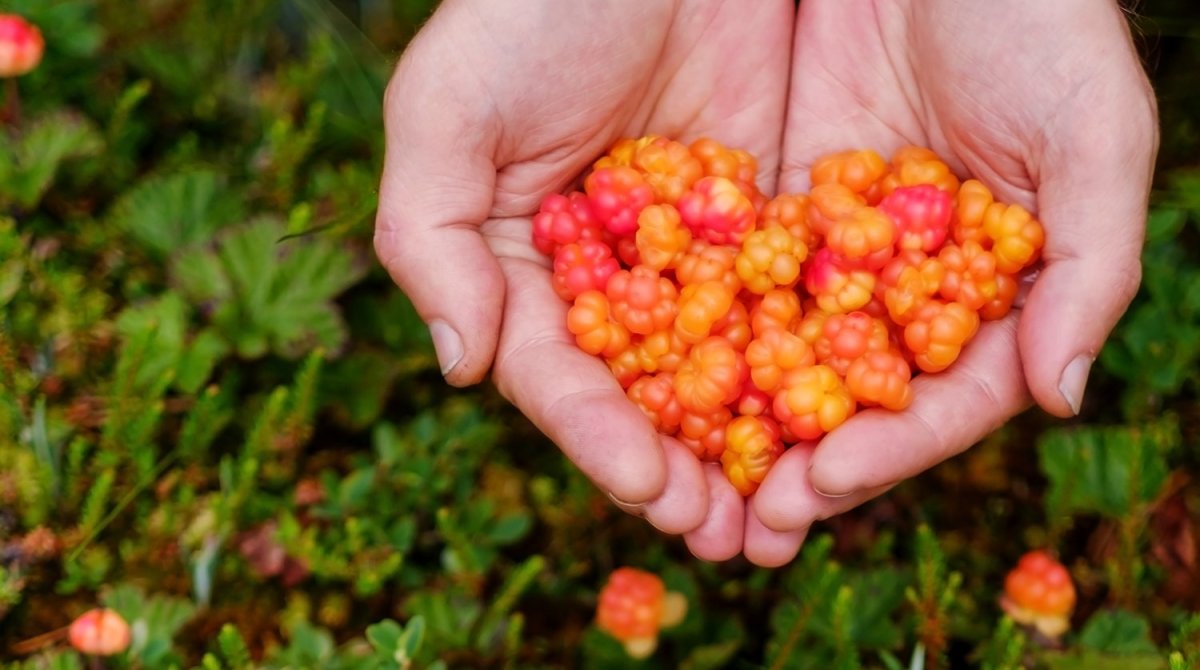 Царская ягода Морошка