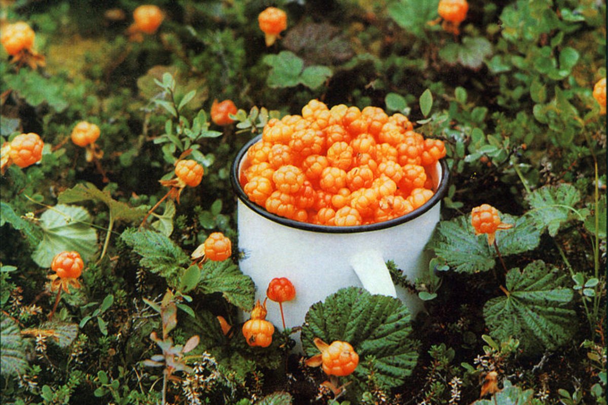 Морошка ягода Мурманск