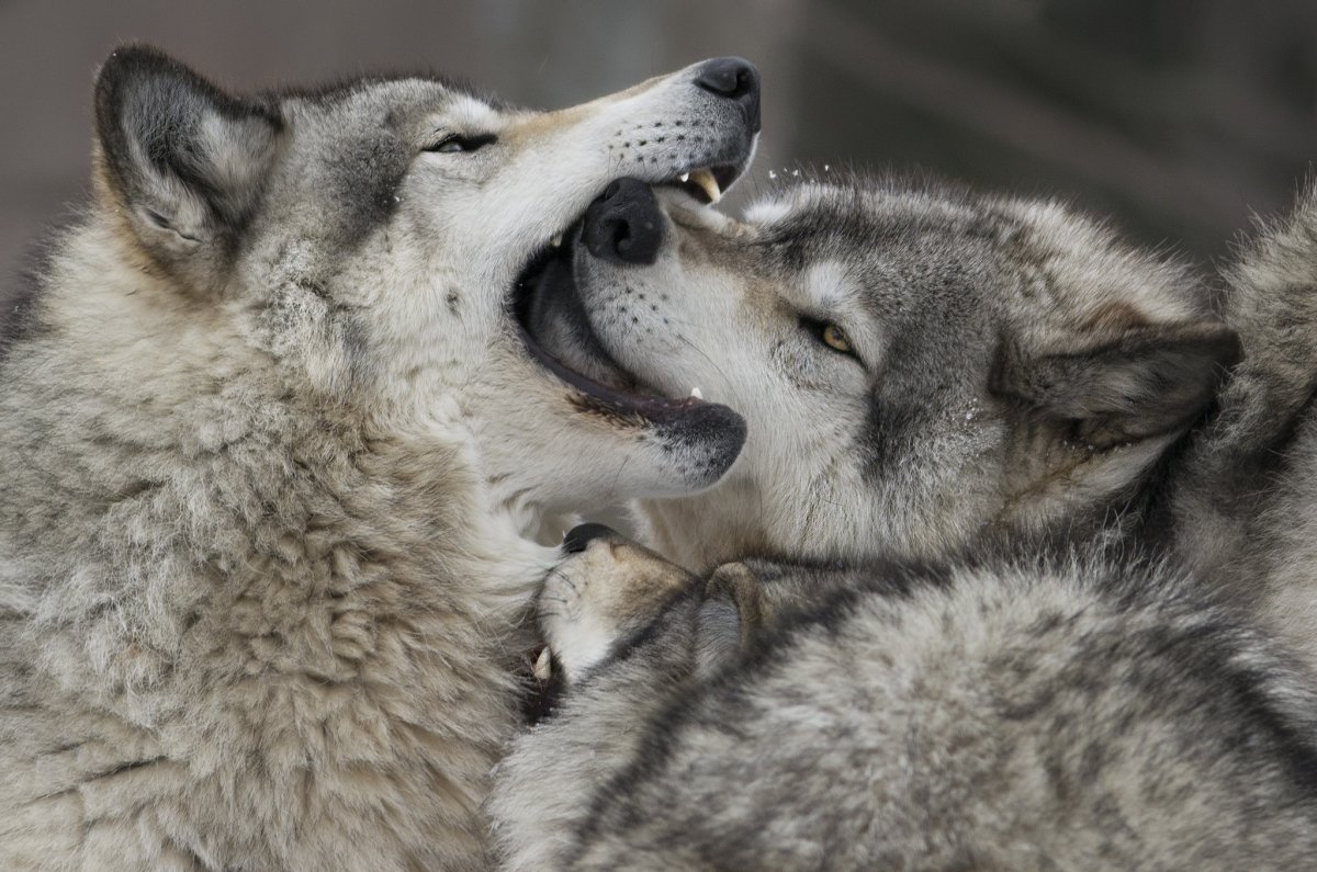 Волки любовь