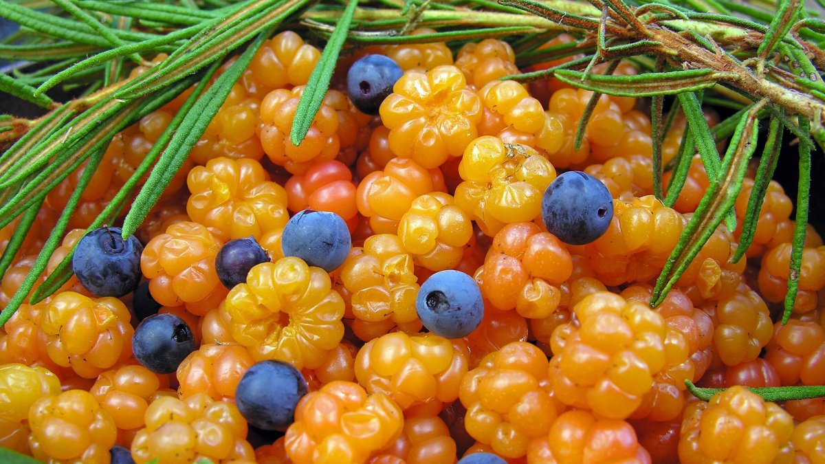 Дикоросы - Морошка