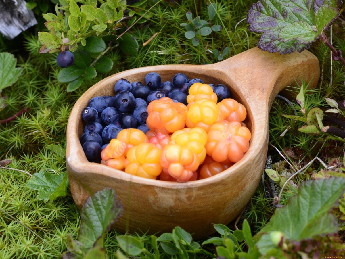 Морошка брусника голубика