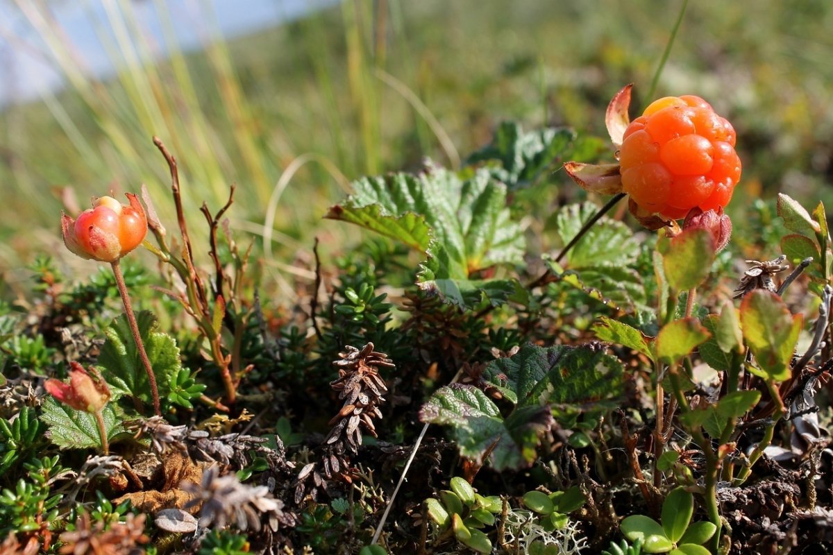 Морошка Болотная