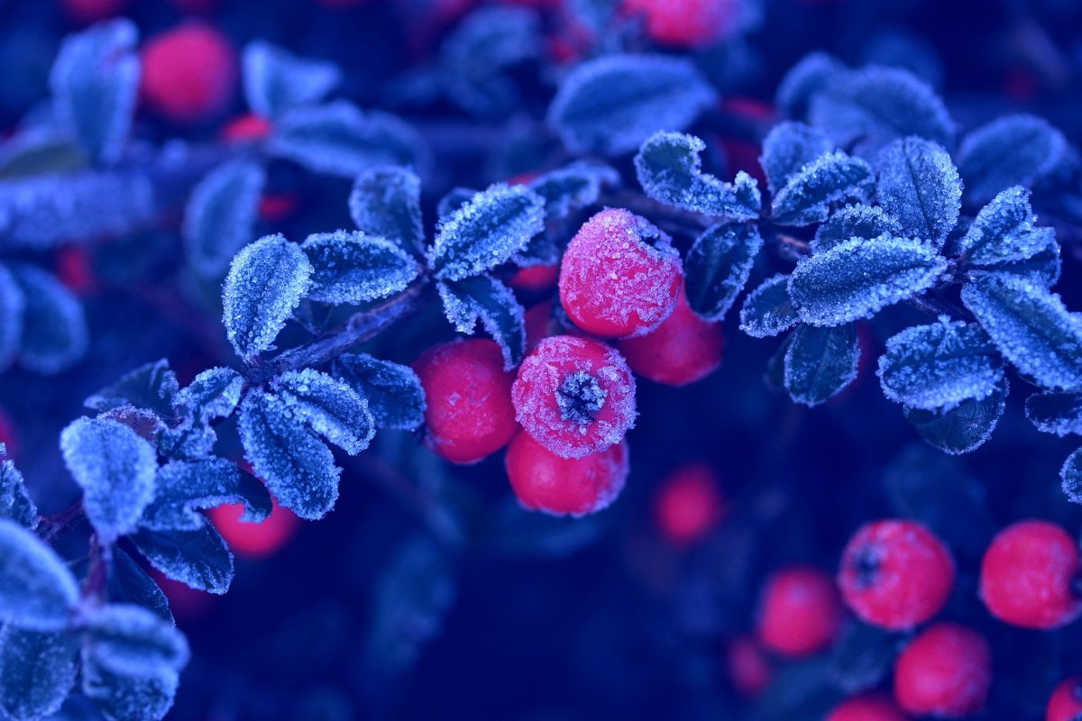 Изморозь на ягодах