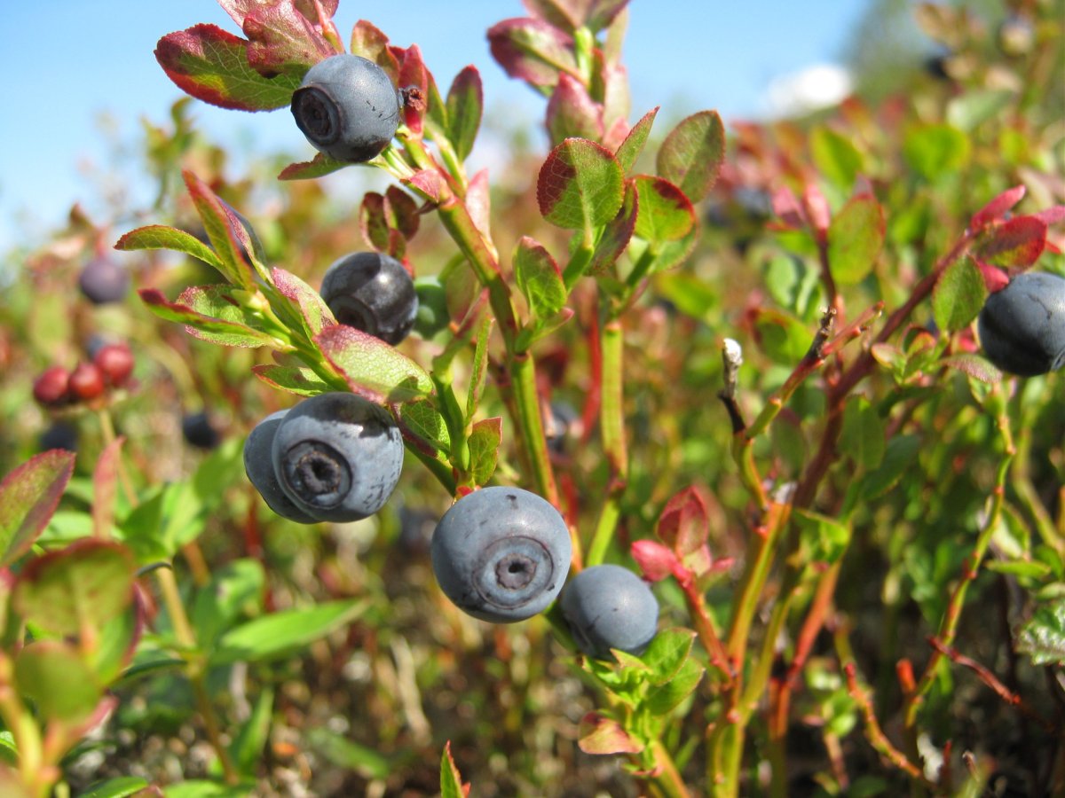 Морошка, клюква, брусника, водяника