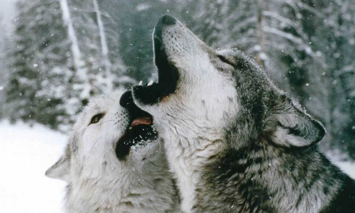 Верный волк