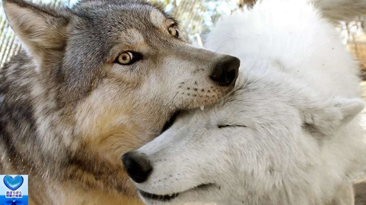 Картина волки любовь