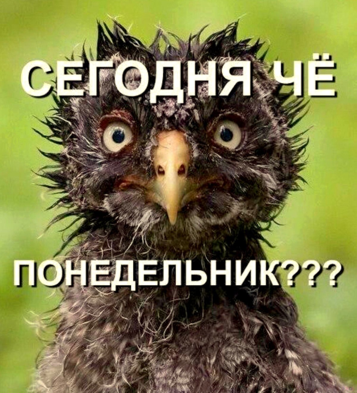 Шутки про понедельник